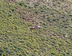 Melierax canorus canorus