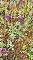 Parentucellia latifolia