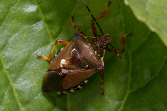 Pinthaeus sanguinipes