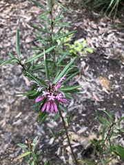 Grevillea sericea
