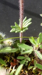 Parentucellia latifolia