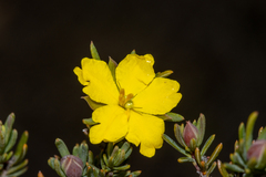 Hibbertia oligantha