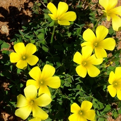 Oxalis copiosa