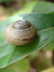 Helicoidea