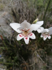 Gladiolus debilis