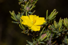 Hibbertia oligantha