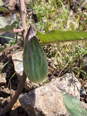 Asclepias nyctaginifolia