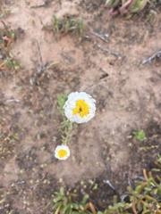 Polycalymma stuartii