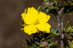Hibbertia oligantha