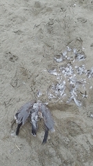 Leucophaeus modestus