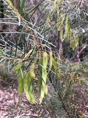 Acacia linifolia