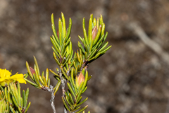 Hibbertia oligantha
