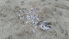 Leucophaeus modestus