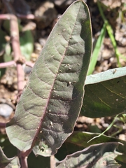 Asclepias nyctaginifolia