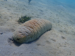 Holothuria fuscopunctata