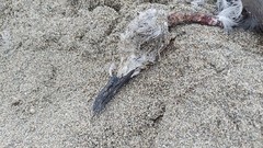 Leucophaeus modestus