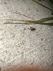 Gryllodes sigillatus