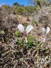 Pelargonium tetragonum