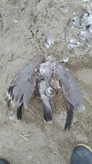 Leucophaeus modestus