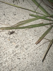 Gryllodes sigillatus