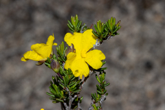 Hibbertia gracilipes