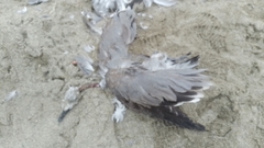 Leucophaeus modestus