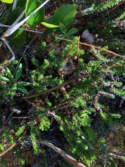 Empetrum nigrum