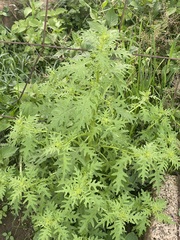 Dysphania graveolens