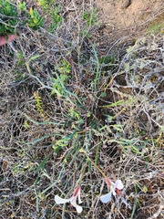 Pelargonium tetragonum