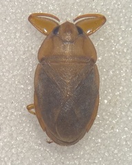 Ambrysus circumcinctus