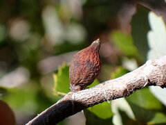 Heteroecus pacificus