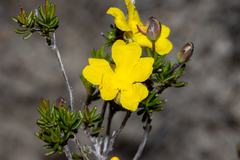 Hibbertia gracilipes