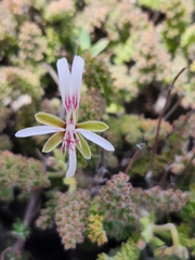 Pelargonium alternans alternans