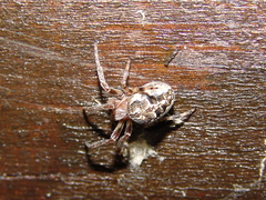 Larinioides suspicax