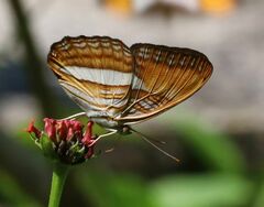 Adelpha cytherea cytherea