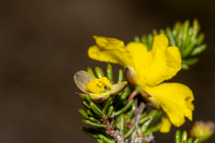 Hibbertia gracilipes