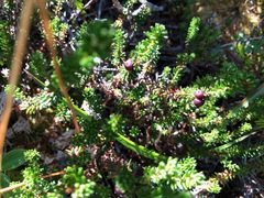 Empetrum nigrum