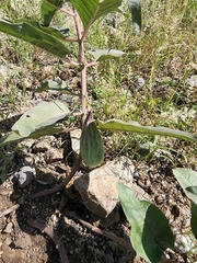 Asclepias nyctaginifolia