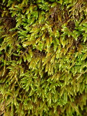 Dendroalsia abietina