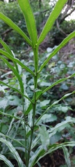 Pteris cretica