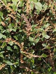 Amaranthus deflexus