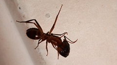Camponotus festinatus