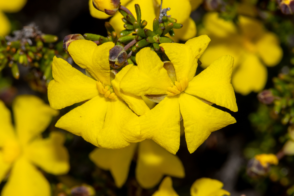 Hibbertia gracilipes