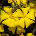 Hibbertia gracilipes - Photo (c) Tim Hammer,  זכויות יוצרים חלקיות (CC BY), הועלה על ידי Tim Hammer