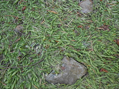 Plagiothecium undulatum