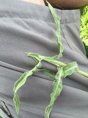 Centaurea cheiranthifolia