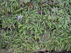 Plagiothecium undulatum