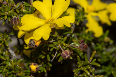 Hibbertia gracilipes