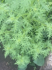 Dysphania graveolens