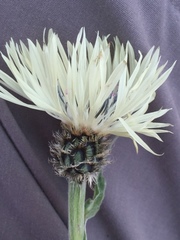 Centaurea cheiranthifolia